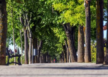 Las Rozas reconocida como una de las ciudades del mundo que más cuida su arbolado urbano