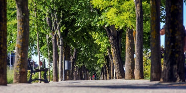 Las Rozas reconocida como una de las ciudades del mundo que más cuida su arbolado urbano