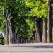 Las Rozas reconocida como una de las ciudades del mundo que más cuida su arbolado urbano