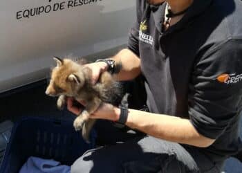 Casi 1.000 ejemplares atendidos en el Hospital de GREFA en los cuatro primeros meses de 2022