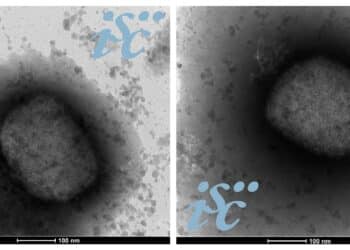 El ISCIII completa la secuencia del virus de la viruela del mono