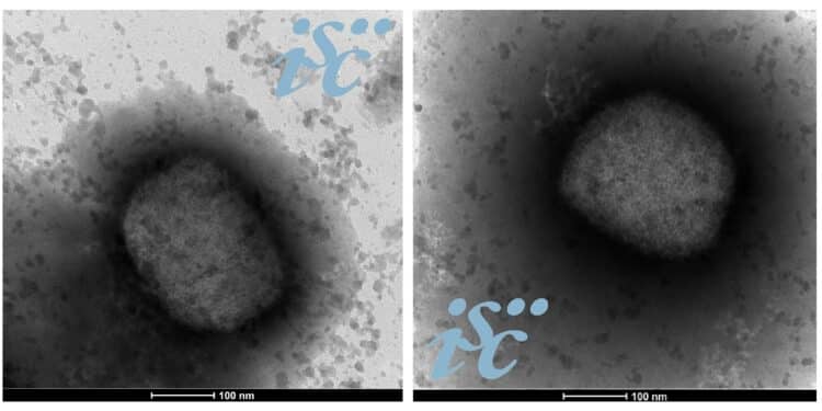 El ISCIII completa la secuencia del virus de la viruela del mono