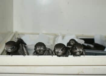 GREFA pide ayuda para acoger a los pollos huérfanos que llegan estos días