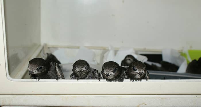 GREFA pide ayuda para acoger a los pollos huérfanos que llegan estos días