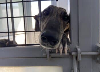 El CICAM acoge a 12 perros víctimas de una red de maltrato animal