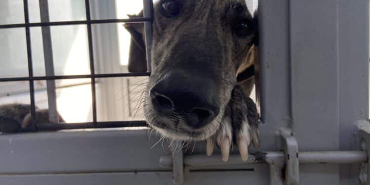 El CICAM acoge a 12 perros víctimas de una red de maltrato animal