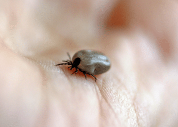 Cómo evitar la picadura de una garrapata