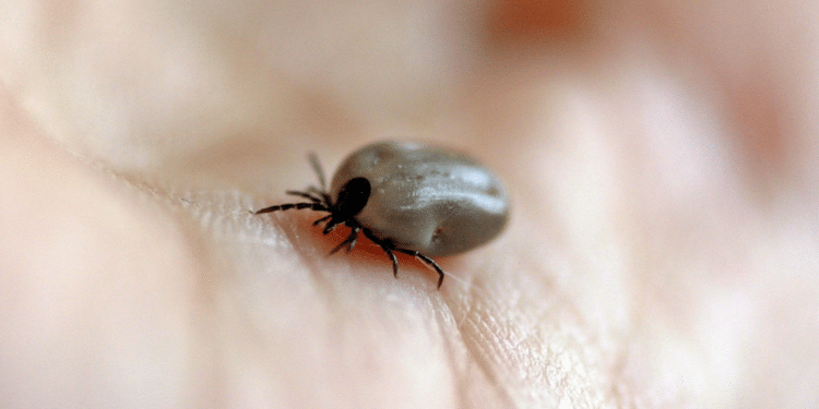 Cómo evitar la picadura de una garrapata