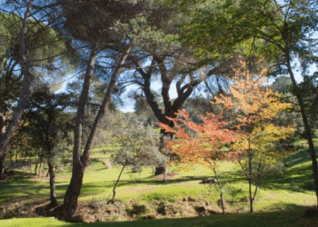 Torre para evitar incendios en el Monte del Pilar