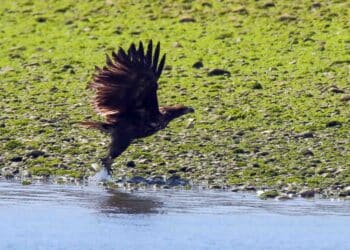 GREFA recibe 18 pigargos europeos para ser liberados tras su extinción en España
