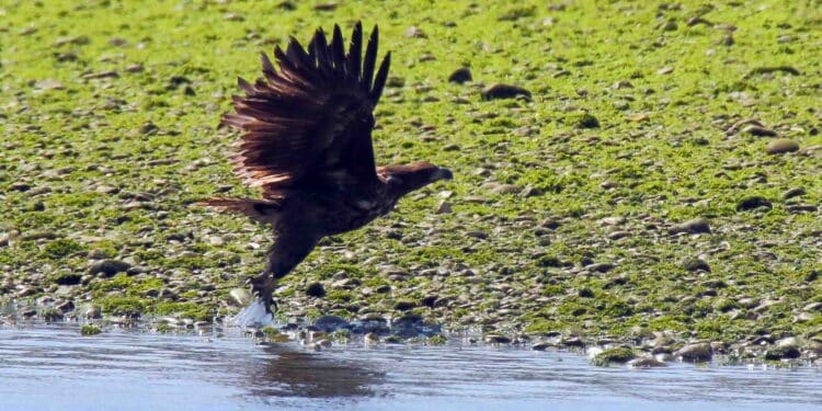 GREFA recibe 18 pigargos europeos para ser liberados tras su extinción en España