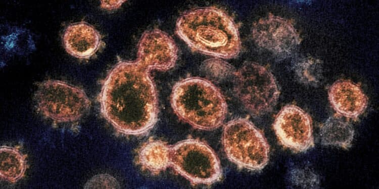 Los expertos alertan: más proteína ACE2, mayor riesgo de covid grave