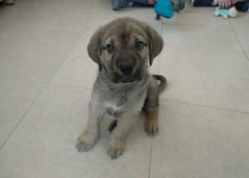 El CICAM alerta del abandono de mascotas