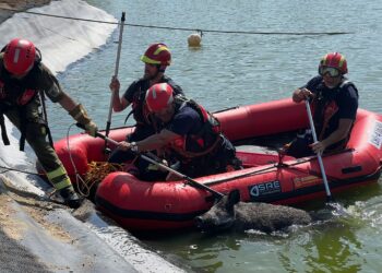 Sacan a un jabalí de un lago del campo de golf de Majadahonda