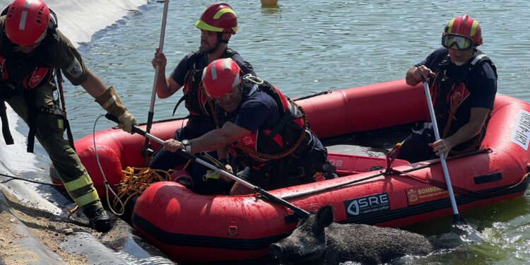 Sacan a un jabalí de un lago del campo de golf de Majadahonda