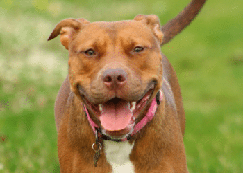 Un pitbull muerde en la cara a una niña en Majadahonda