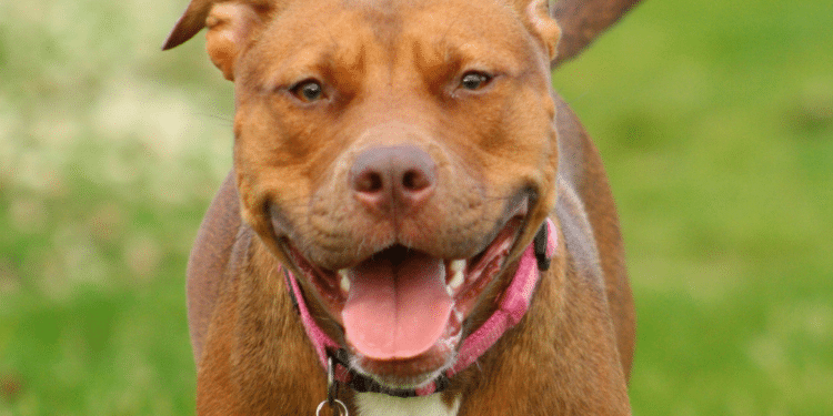 Un pitbull muerde en la cara a una niña en Majadahonda