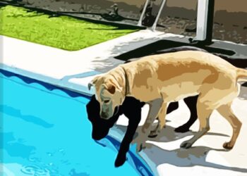 Evita que tu mascota sufra golpes de calor