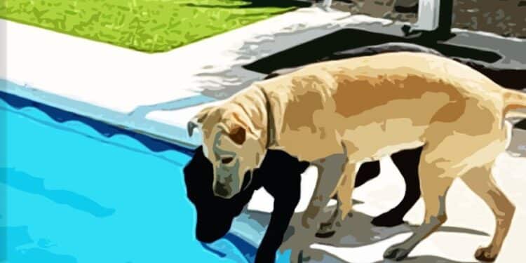 Evita que tu mascota sufra golpes de calor