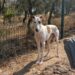 En adopción en el CICAM uno de los galgos rescatados por la Guardia Civil