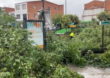 Cae un árbol de grandes dimensiones en Pozuelo