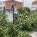 Cae un árbol de grandes dimensiones en Pozuelo