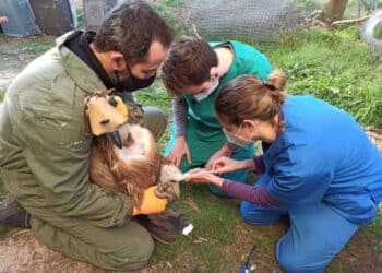 GREFA atendió entre enero y agosto a más de 6.500 animales salvajes