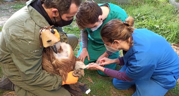 GREFA atendió entre enero y agosto a más de 6.500 animales salvajes
