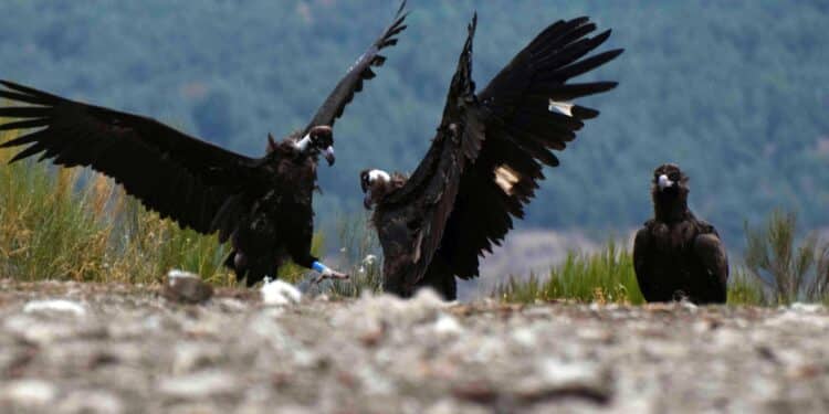 Casi un centenar de buitres negros son liberados en la Sierra de la Demanda