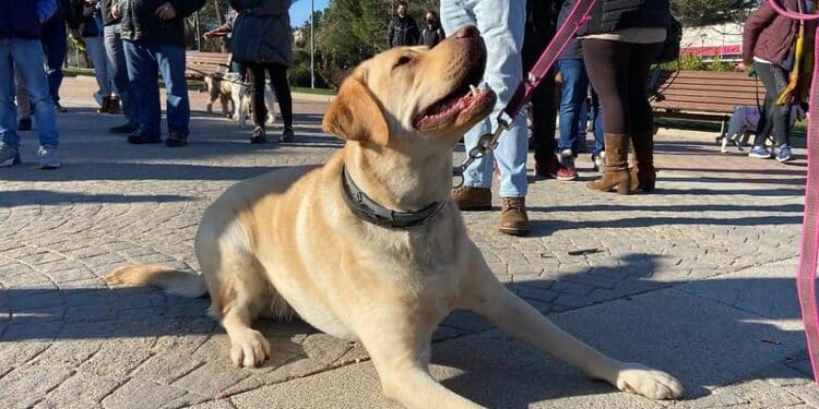 Majadahonda celebra San Antón con una marcha por el Monte del Pilar el próximo domingo
