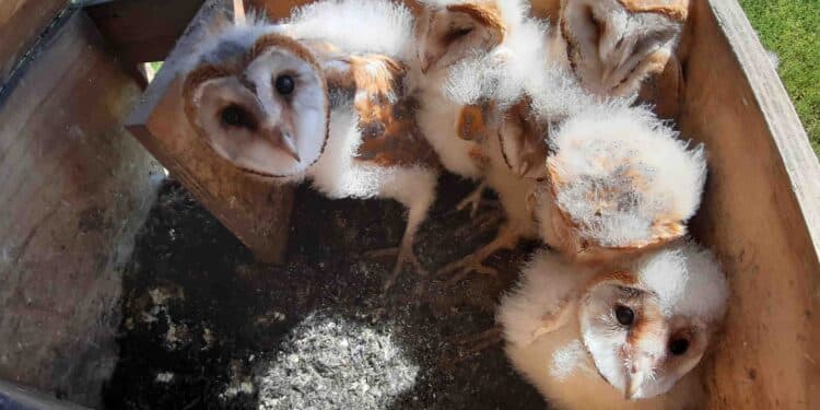 GREFA instala más de 3.000 cajas nido para fomentar poblaciones de aves rapaces depredadoras de roedores