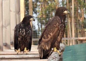 Más de 20 pigargos europeos vuelan en España gracias al proyecto de GREFA