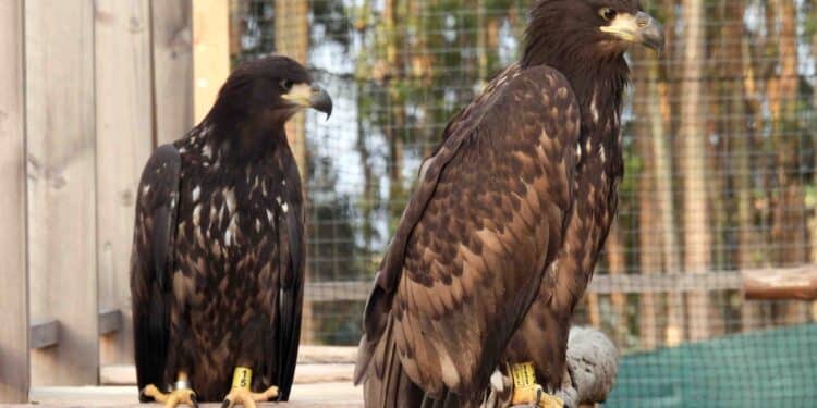 Más de 20 pigargos europeos vuelan en España gracias al proyecto de GREFA