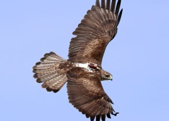 Águila de Bonelli