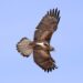 Águila de Bonelli