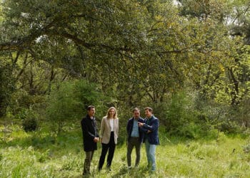 Las Rozas culmina el catálogo de árboles y arboledas renovando el “Tree Cities of the World”