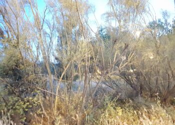 Queda prohibido el fuego en terreno forestal desde este miércoles hasta el domingo por las altas temperaturas y previsión de viento