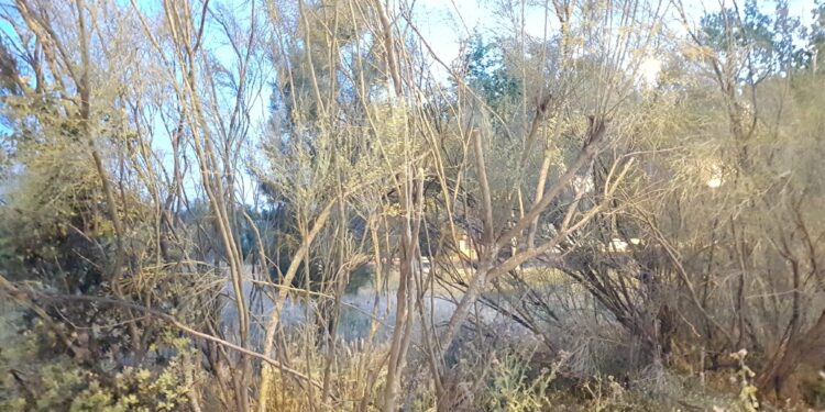 Queda prohibido el fuego en terreno forestal desde este miércoles hasta el domingo por las altas temperaturas y previsión de viento