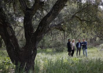 Comienza el proyecto para la “clonación” de alcornoques en Las Rozas