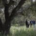 Comienza el proyecto para la “clonación” de alcornoques en Las Rozas