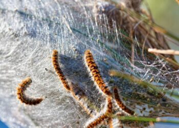 La llegada del buen tiempo adelanta la campaña contra la procesionaria