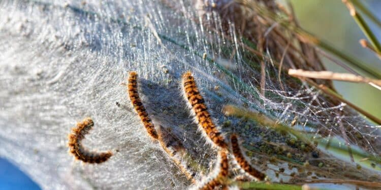 La llegada del buen tiempo adelanta la campaña contra la procesionaria