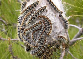 El Ayuntamiento de Las Rozas pone a disposición de los vecinos la campaña contra la procesionaria del pino