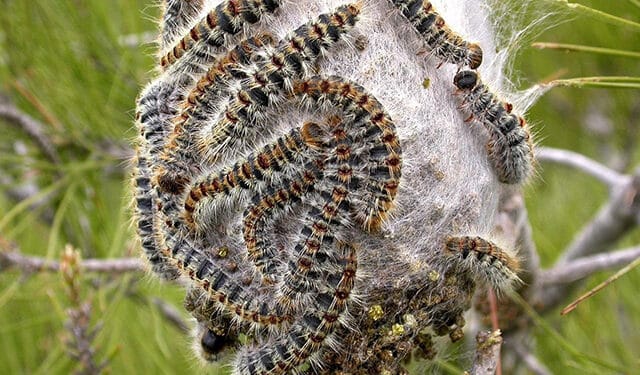 El Ayuntamiento de Las Rozas pone a disposición de los vecinos la campaña contra la procesionaria del pino