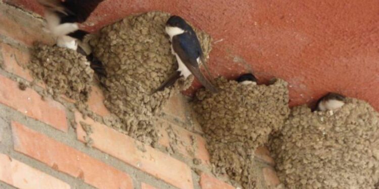 La Comunidad de Madrid promueve una campaña para preservar los nidos de aves insectívoras en edificios y viviendas