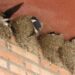 La Comunidad de Madrid promueve una campaña para preservar los nidos de aves insectívoras en edificios y viviendas