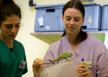 Campamentos de verano y curso gratuito de conservación de biodiversidad en GREFA