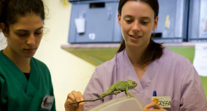 Campamentos de verano y curso gratuito de conservación de biodiversidad en GREFA