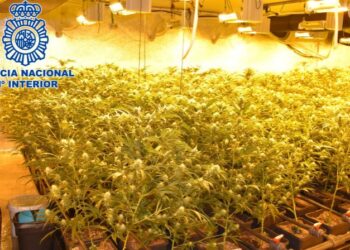 La Policía interviene una plantación de marihuana en un sótano de Pozuelo de Alarcón