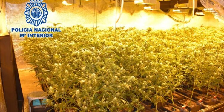 La Policía interviene una plantación de marihuana en un sótano de Pozuelo de Alarcón